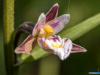 Биолог из Миасса приглашает любителей орхидей в экспедиции