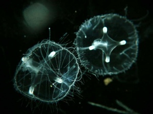 Craspedacusta Sowerbyi.    www.microscopy-uk.org.uk