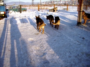 � ��������� ��� - ����������