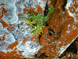 ��������, �������, ��� ������