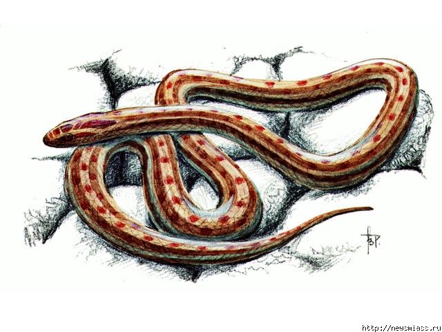 ����� ���������� ����������� � ������. ��������� �����