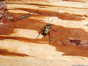 ������ "��������� ��������" �������� �������������