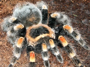 ������ �������������� �������