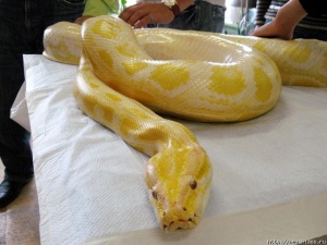 ���� ���� �������