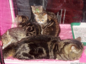 ����� � ������� ������ - 2008