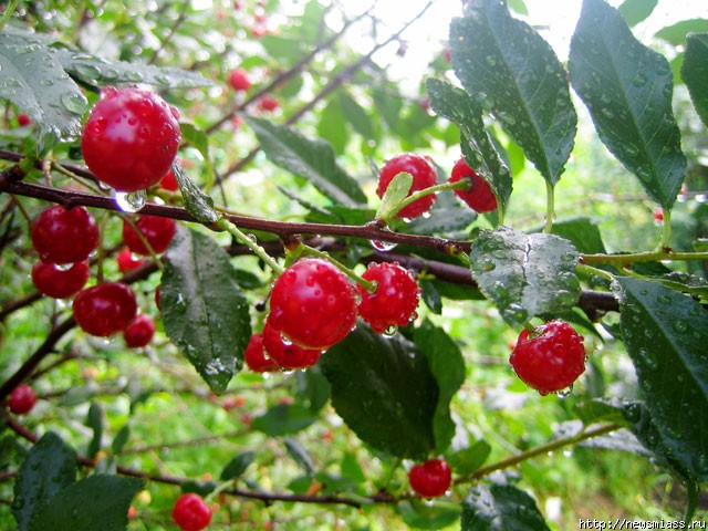 �������� ���������� - � ������������� ��������� ���. ������ ���������� ���������� ��������� ��������� ������ � ������������� ��������� �� 2009 ���