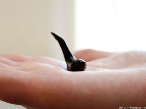 "�������������" � ��������