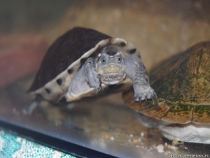 � ����������� �������� ���������� �������� � ����