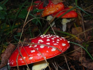 �������� ���