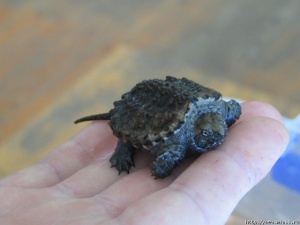 � "����� �������" ��������� ����������