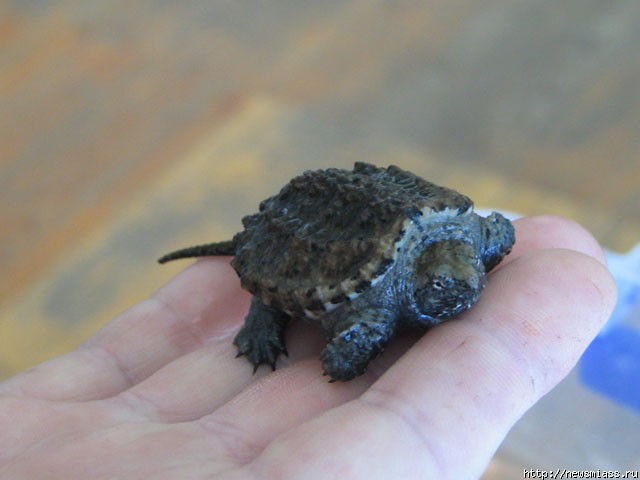  " "  .           " "   ""