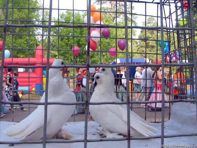   , !. ,  66-     ,      ,    