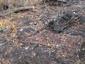 ������ � ������������ ���������� - ����������� ��������