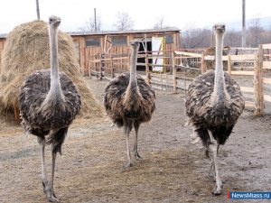 ������� ������� � �����