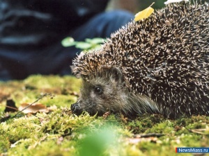 ���� �������� ����������� �����������