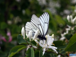 �������� ��