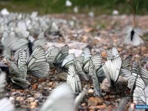 �������� ��