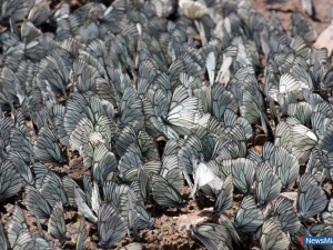 �������� ��