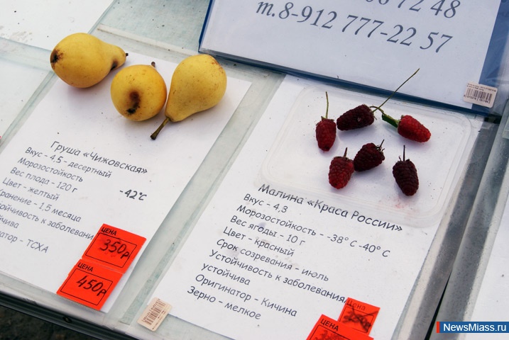 "����� ����� �������". ����� ����� ����� �� ������ �������� ����������� ��������� ������