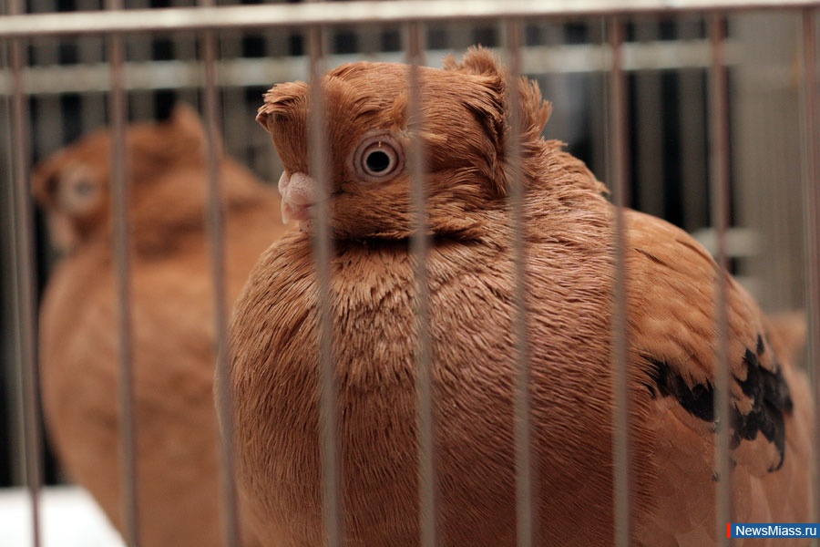 ������� ��������� ���� � ������. � �������� ������� �� ������ �������� "��������" ���������� �������� �������