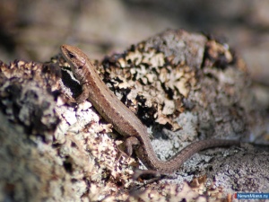 �������� ���������