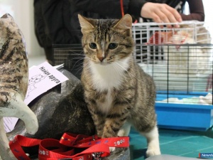 ������ ��������� �������� � ��������