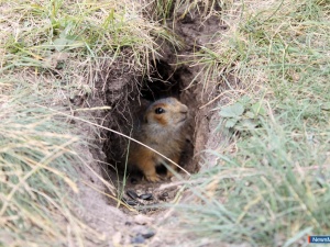 "��� ��� � ��������� ������������"