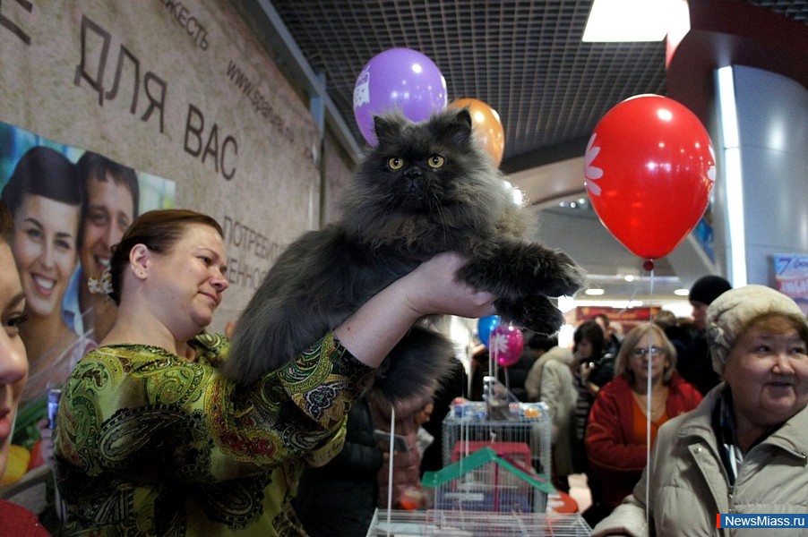 "Ҹ " -  .   "Ҹ "      ,     