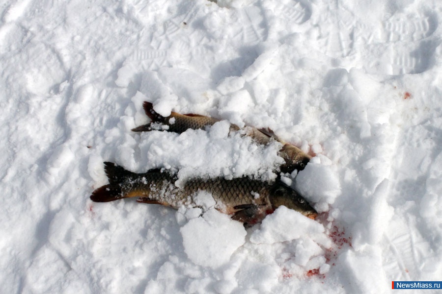 ,  " ". ,       " "       , ,   -