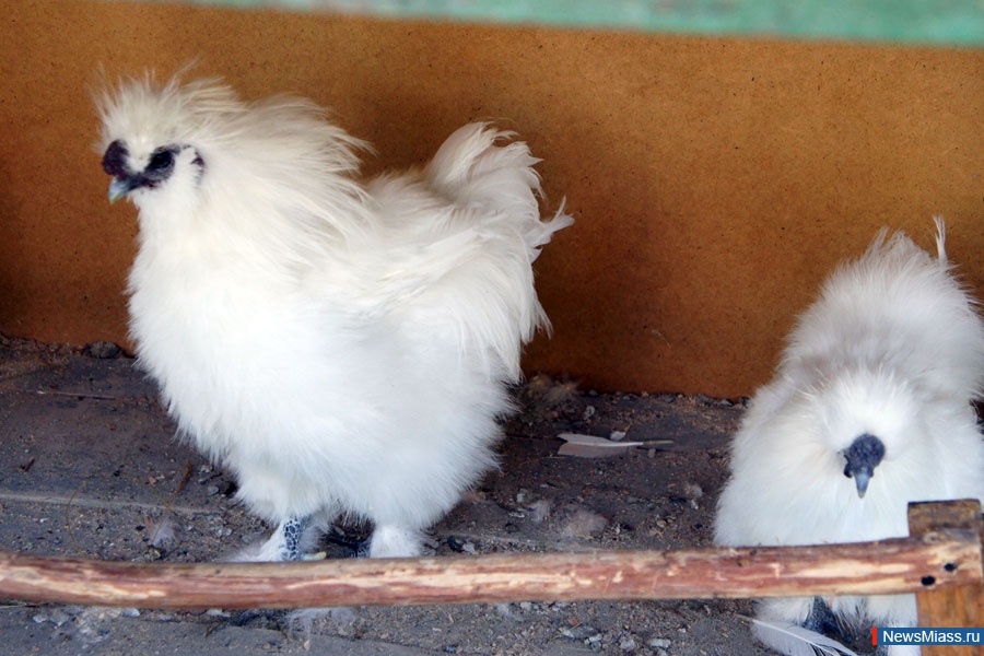 " "   .    " "    "",       