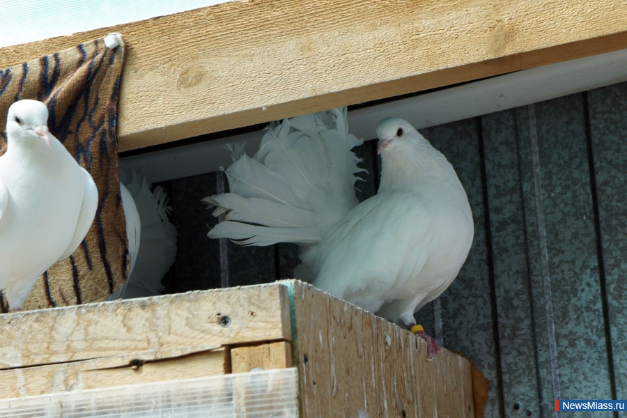 " "   .    " "    "",       