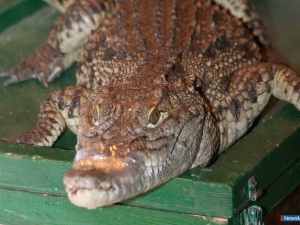 �������� ������ ���������