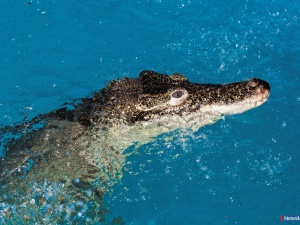 ��������� ����� ������