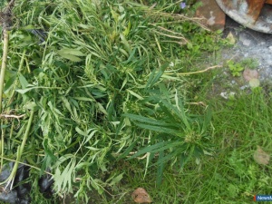 �������, �������� � ������