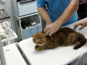 ��������� ���� - ����������