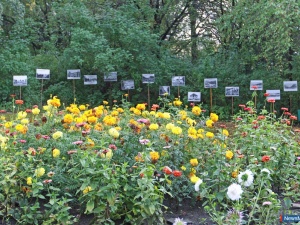 � ������ - ������