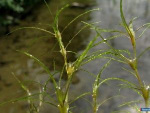 �������� ���������