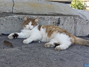 ������ ����� ���������