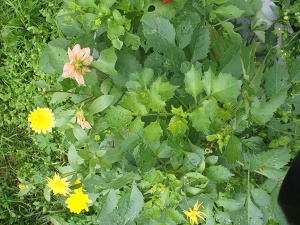 ������� ������� � �������� �����