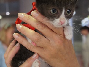 ������ - �� ����� �������