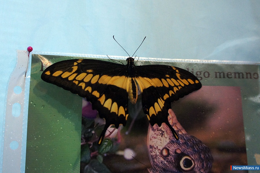 ������� ������� ����. �������� ����������� ������� �� 10 ������ ����� �������� � ��������� ������������� �����