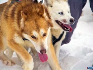 ������, ������, �������������