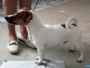 ����������� �������