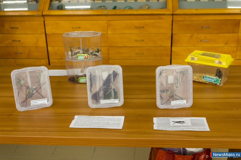 "  -    ...".        "  "