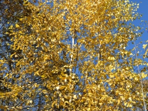 ����� ����. ������ � �������������