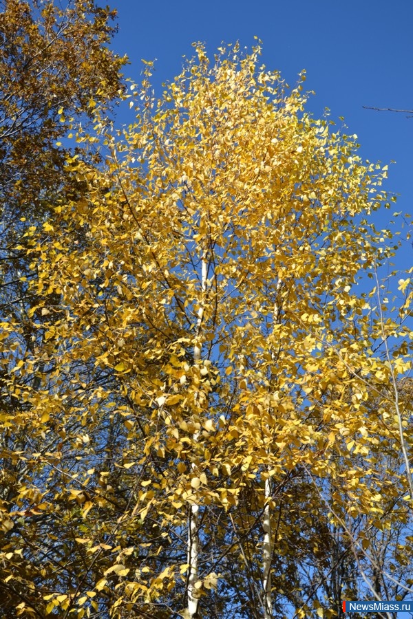  .   .       -    (    )     ( -     )