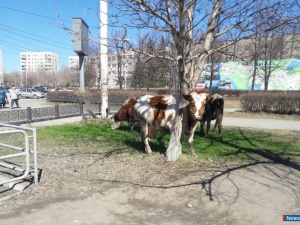 ��� �����, �����!