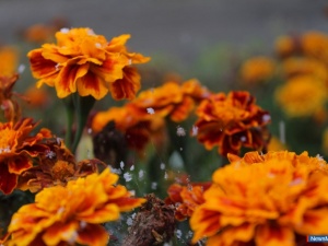 � ������ ������ ������ ����