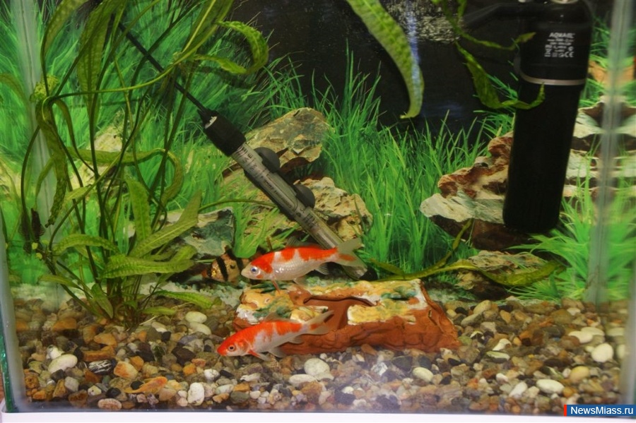 �������� ����� ������� �����. ����� �� ������� �������� "�������� �����-2017" � ��� ������� ���� ������ ������� � ����������