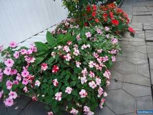 ������ ������������!